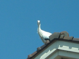 IMG_0062