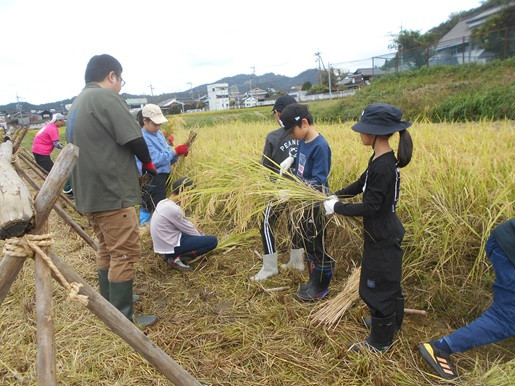 稲刈り１