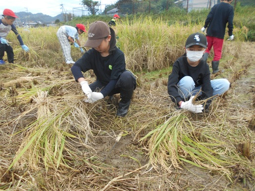 稲刈り３