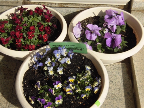 玄関前の花 (2)_R