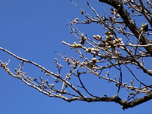 3月15日快晴 (2)_R