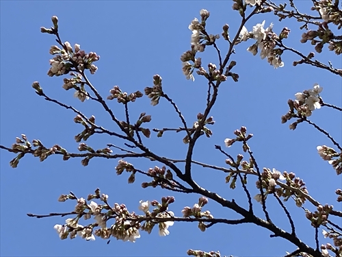 開花宣言 (1)_R