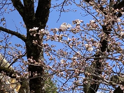 開花宣言 (2)_R