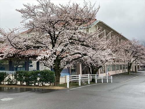 3月24日桜満開_R