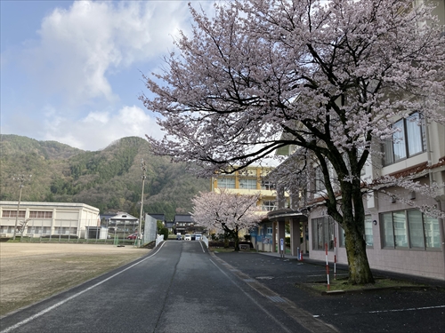 3月27日桜満開 (1)_R