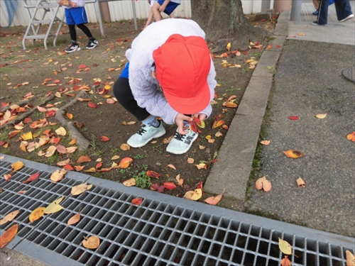 1年落ち葉集め (4)_R