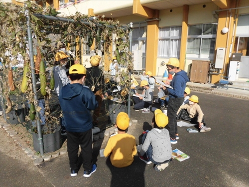4年ヘチマ観察 (2)_R