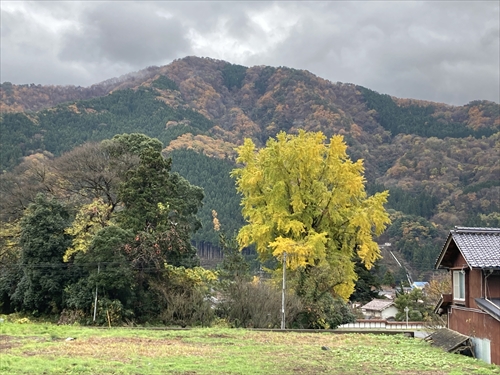 11月24日イチョウ (2)_R
