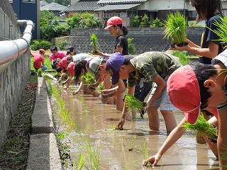 横一列で植えていきます