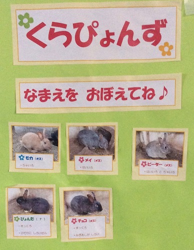 うさぎの赤ちゃん