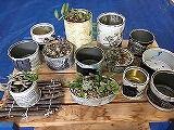 写真リメイク缶植木鉢と木の枝のしきもの