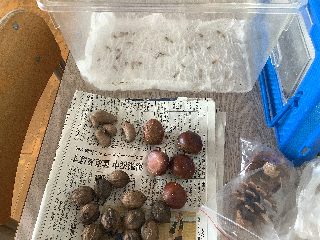 木の実