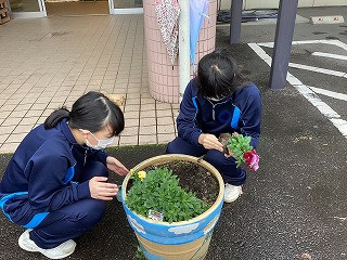 植え付け②