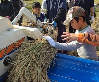 稲こきの機械で