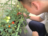トマトの収穫１
