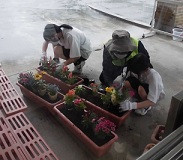 苗植え１