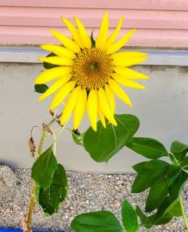 ひまわり