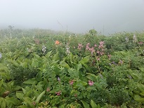 お花畑