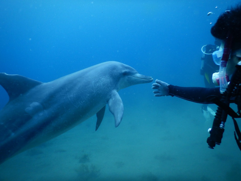 diving