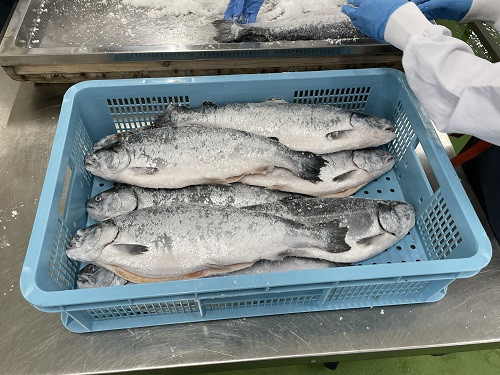 新巻鮭６