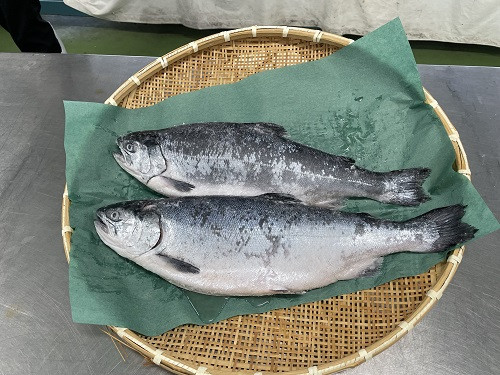 新巻鮭マスコミ8