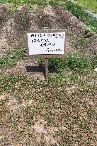 20250709_はるかのひまわりプロジェクト2