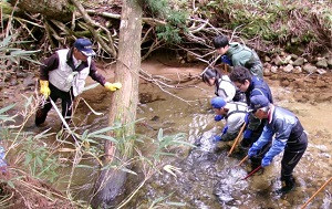 ブラウントラウト②