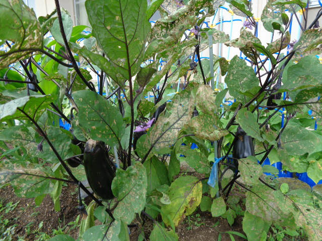 DSC00042