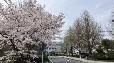 sakura