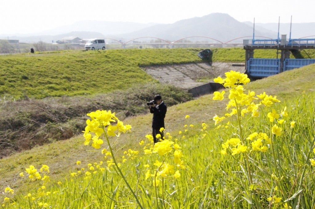 源太橋付近の菜の花