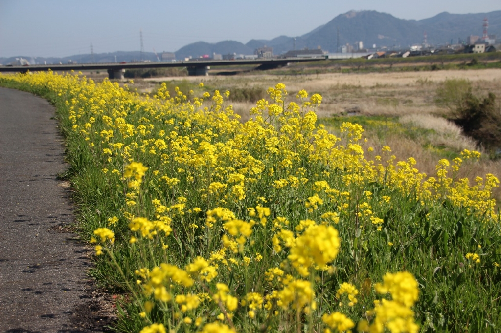 源太橋付近の菜の花２