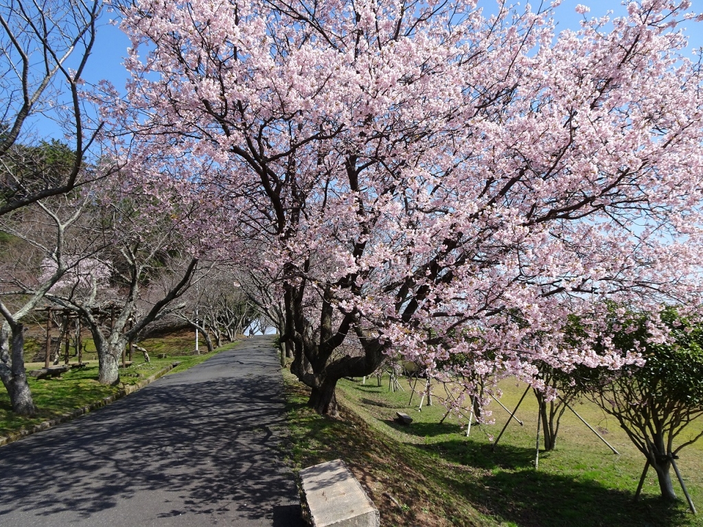 青島の桜