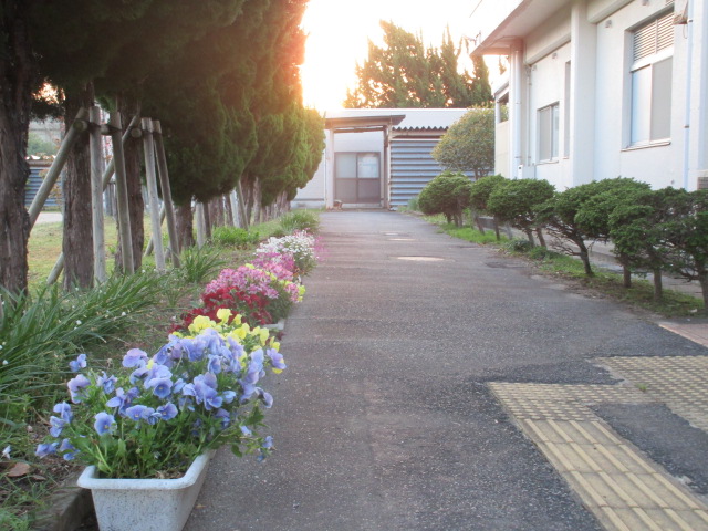 寄宿舎の花壇やプランターの様子