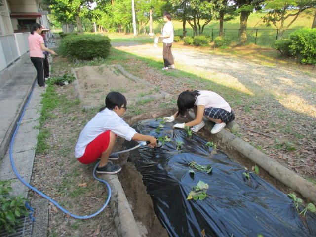 水やりの様子