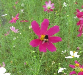 蜂がやって来ました。