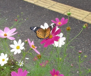蝶々も跳んできました。