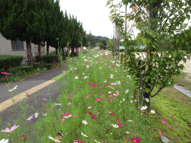 通学路も花いっぱいです。