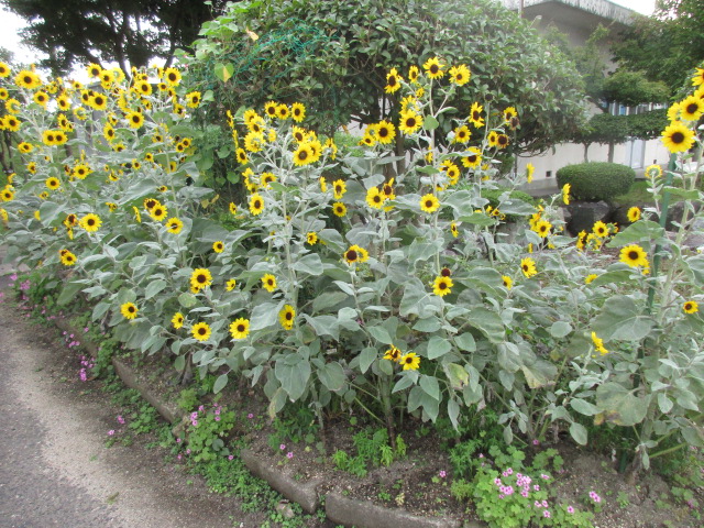 ひまわりが咲き誇っている写真です。