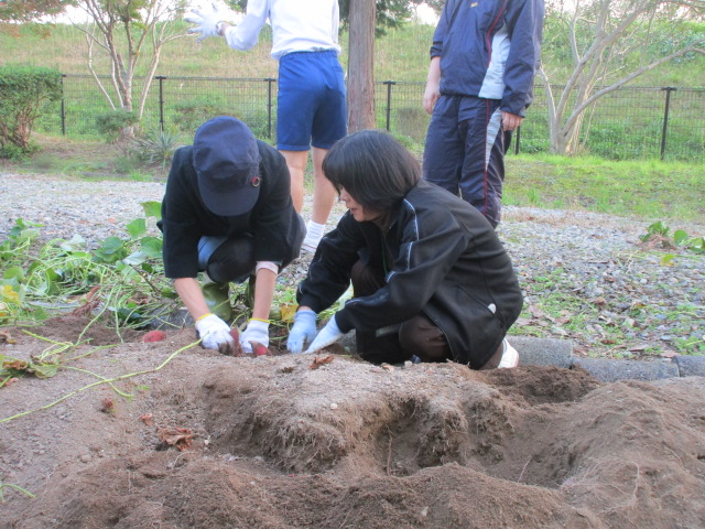 一つの蔓に何本あるかな？