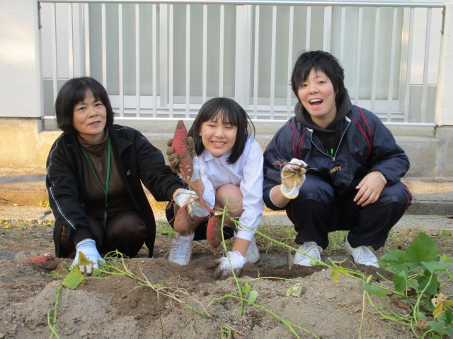 大きなお芋が掘れました。