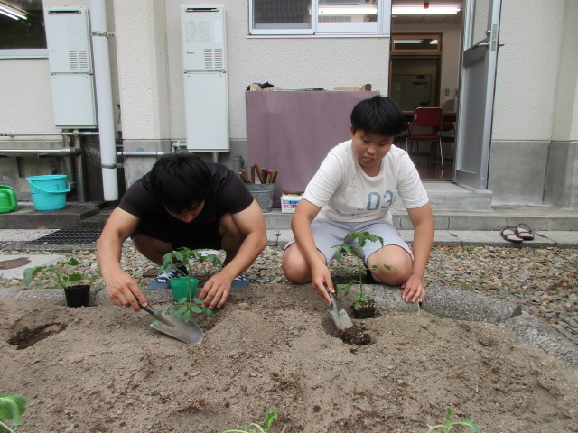 苗を植える舎生さんたち