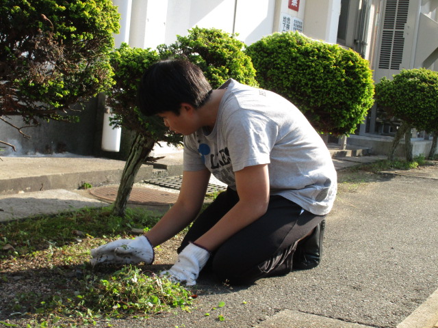植木廻りの草抜きの様子です。