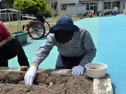 ジャガイモの種芋を植えています