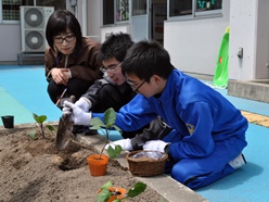 協力してオクラやナスを植えています