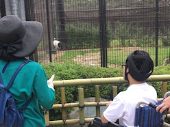 後楽園でたんちょう鶴を見ました！