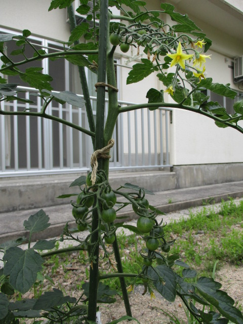 ミニトマトの小さな実がたくさんついています