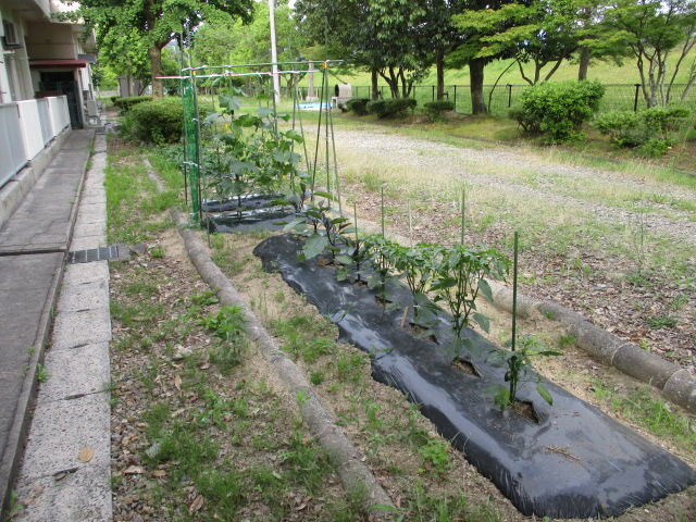 菜園が遠くまで広がっています。