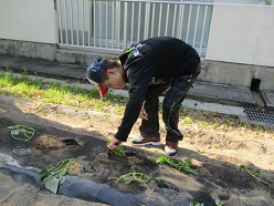 苗を植えている舎生２