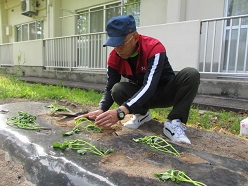 苗を植えている舎生４