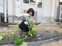 苗を植えている舎生５